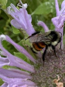 The Four Pillars of Regenerative Land Care Systems Framework™: Transforming Your Approach to Earth’s Stewardship in 2025 and Beyond